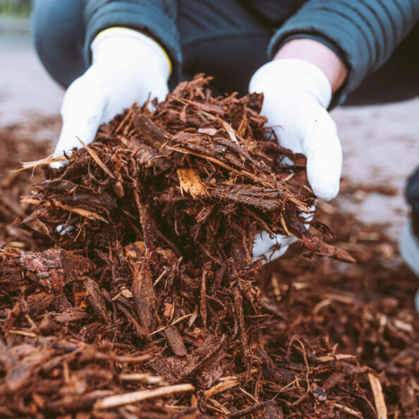 gardener's gloved hands hold garden mulch recycled from tree bark and wood cuts. Natural fertilizer for soil, mulching, recycling of biological waste
